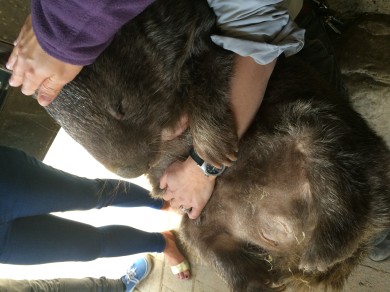 Petting Patrick the Wombat